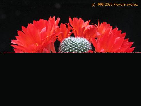 Rebutia kraiziana 1