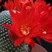 Rebutia kraiziana 2