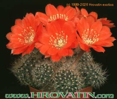 Rebutia mairanana 225
