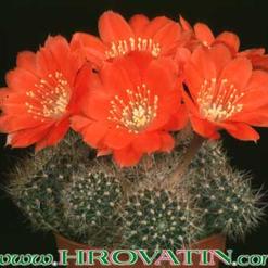 Rebutia mairanana