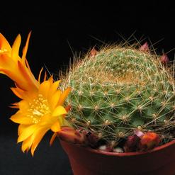 Rebutia marsonerii