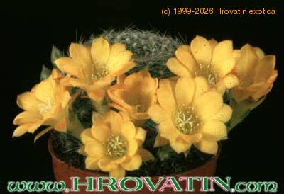 Rebutia marsonerii hybrid 248