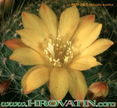 Rebutia marsonerii hybrid flower 249