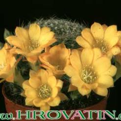 Rebutia marsonerii hybrid