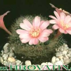 Rebutia narvaecensis