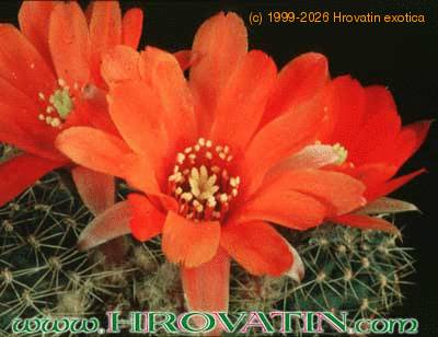 Rebutia pseudodeminuta v grandiflora 188