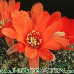 Rebutia pseudodeminuta v. grandiflora