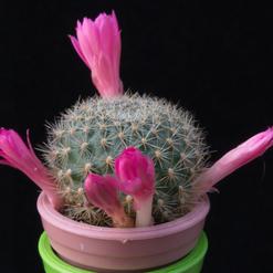 Rebutia violaciflora