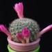 Rebutia violaciflora f MOP 2