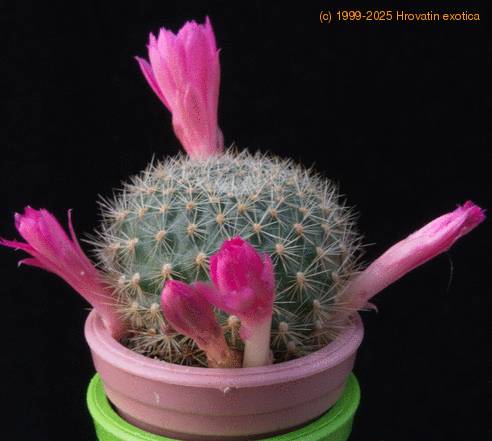 Rebutia violaciflora f MOP 2