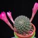 Rebutia violaciflora f MOP