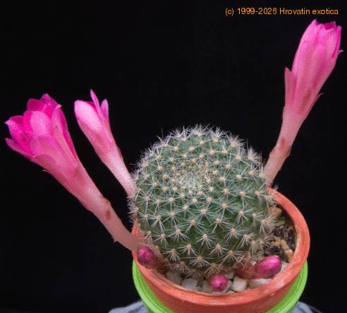 Rebutia violaciflora f MOP