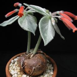 Rechsteineria leucotricha
