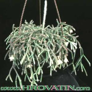 Rhipsalis pilocarpa