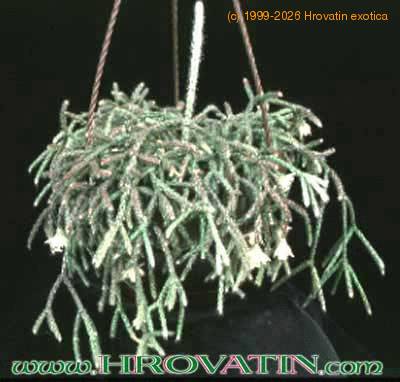 Rhipsalis policarpa 64