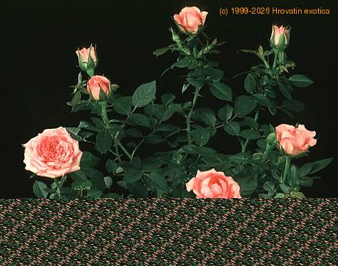 Rosa chinensis minima 2011