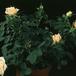Rosa chinensis minima 2012