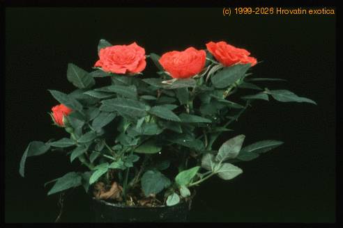 Rosa chinensis v. minima 2000