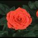 Rosa chinensis v. minima 2001