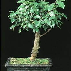 Sageretia theezans