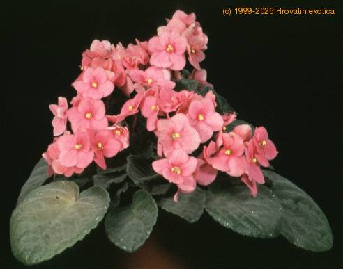 Saint paulia 1985