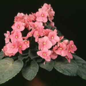 Saint paulia species