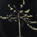 Salix repens SIb