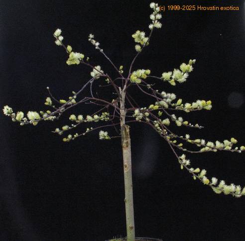 Salix repens SIb