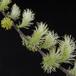 Salix repens SIf
