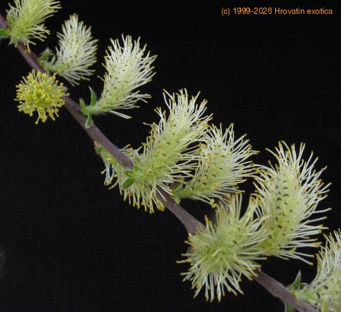 Salix repens SIf