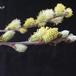 Salix repens1 SIf