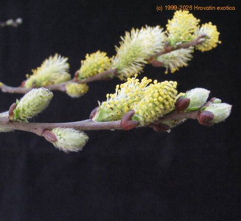 Salix repens1 SIf