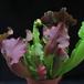 Sarracenia 1