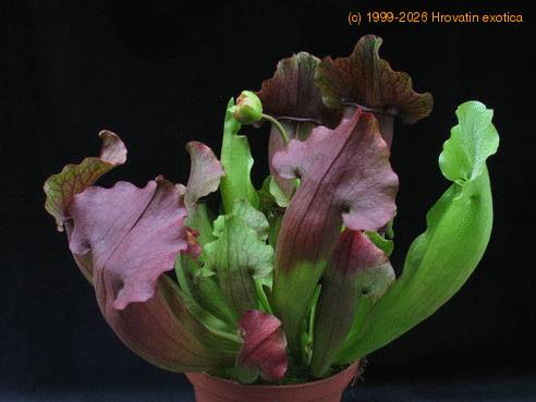 Sarracenia 1