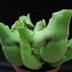 Sarracenia