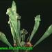 Sarracenia add1 1689