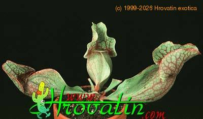 Sarracenia flower 1697