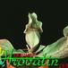 Sarracenia flower 1697