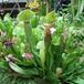 Sarracenia hybrid bvrt