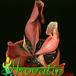 Sarracenia purpurea 1698