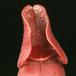 sarracenia purpurea 1699