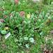 Sarracenia purpurea bvrt