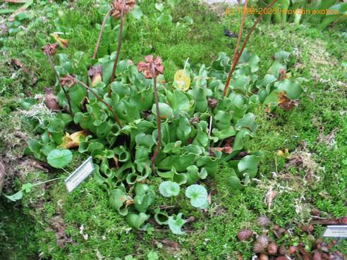 Sarracenia purpurea bvrt