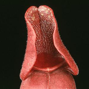 Sarracenia purpurea