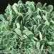 Saxifraga aizoon 1086