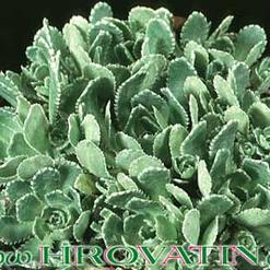 Saxifraga aizoon