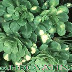 Saxifraga cuneifolia