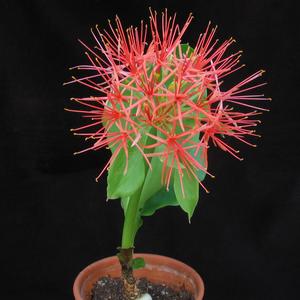 Scadoxus multiflorus
