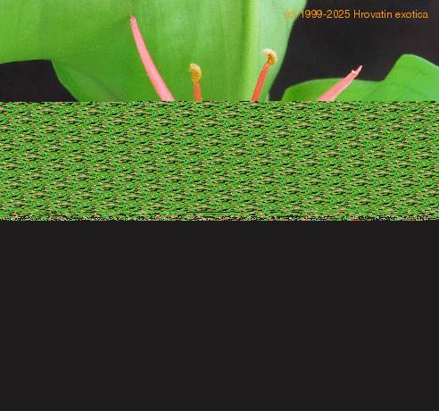 Scadoxus multiflorus SIf1