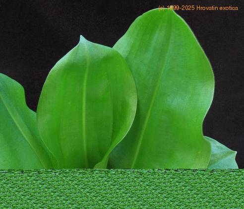 Scadoxus multiflorus SIl